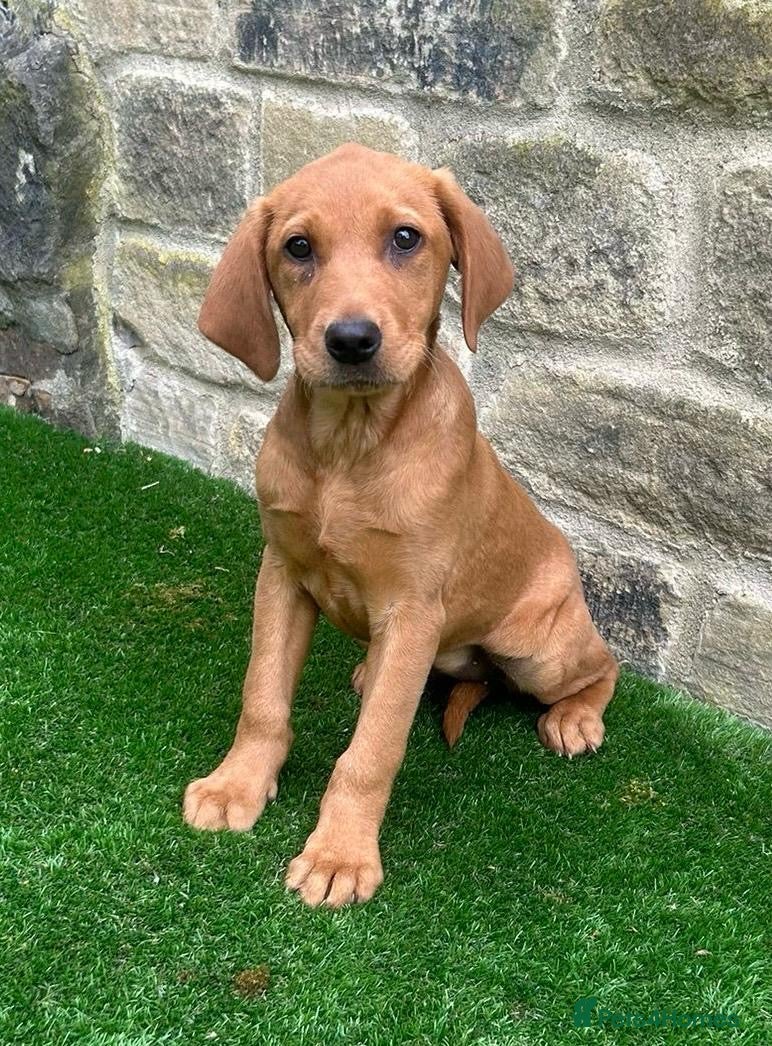 Labrador Retriever dogs **READY NOW** STUNNING RED LABRADOR PUPPYS - Advert 14