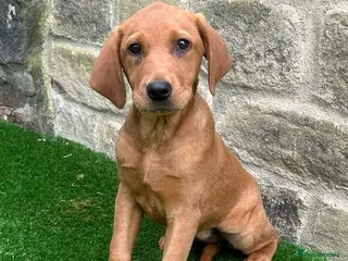 Labrador Retriever dogs **READY NOW** STUNNING RED LABRADOR PUPPYS - Advert 14