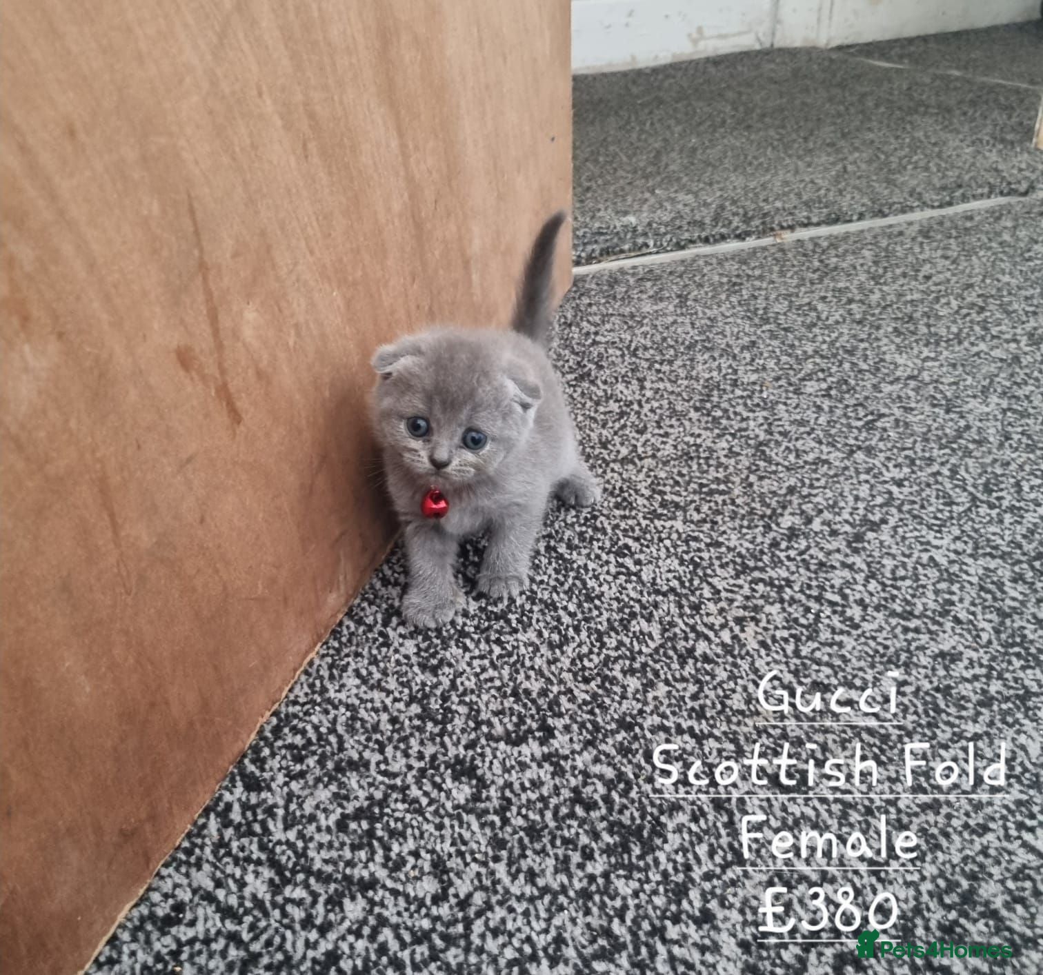 British Shorthair cats British Short Hair/ Scottish Fold - Advert 3