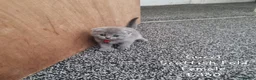 British Shorthair cats for sale: British Short Hair/ Scottish Fold - Advert 9