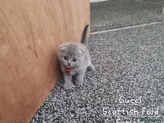 British Shorthair cats British Short Hair/ Scottish Fold - Advert 3