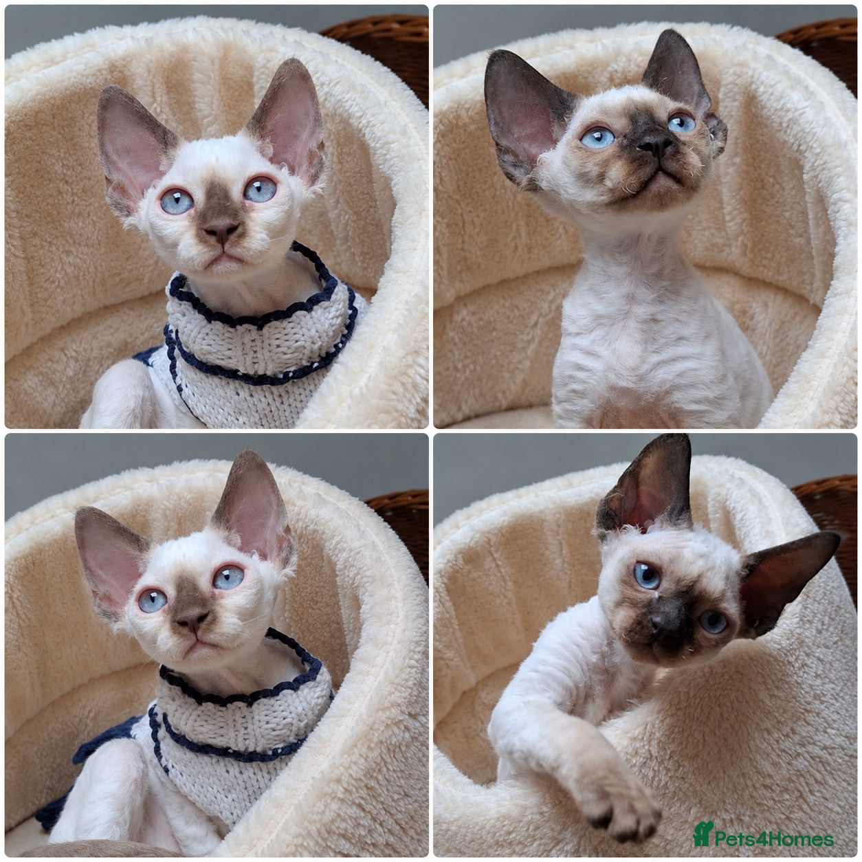 Devon Rex cats Girl and boy still available - Advert 3