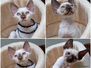 Devon Rex cats Devon rex £1350 FIFE sterilized - Advert 1