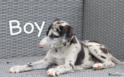 Lurcher dogs for sale: ⭐️beautiful lurcher puppy’s  - Image 4