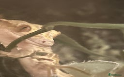 Gecko reptiles for sale: Creasted Gecko - Image 2