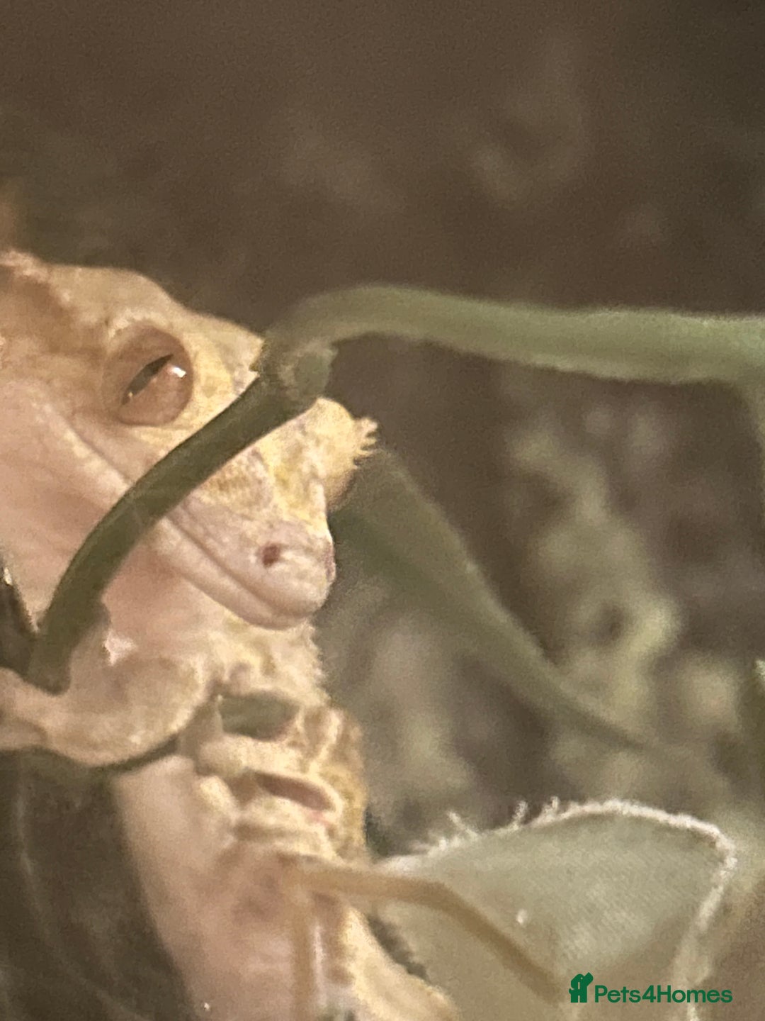 Gecko reptiles for sale: Creasted Gecko - Image 2