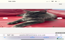 Maine Coon cats for sale: Beautiful Maine Coon X kittens - Image 17