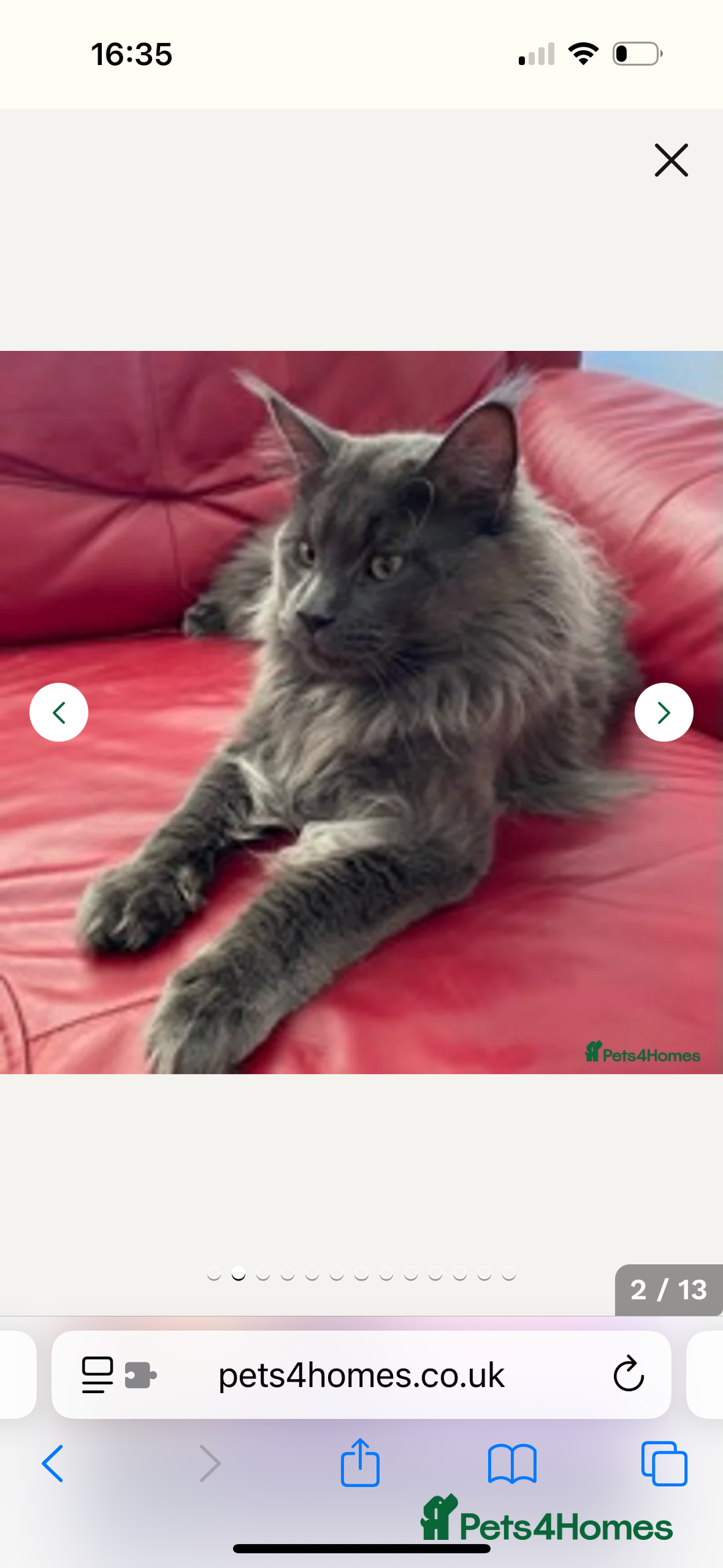 Maine Coon cats for sale: Beautiful Maine Coon X kittens - Image 17