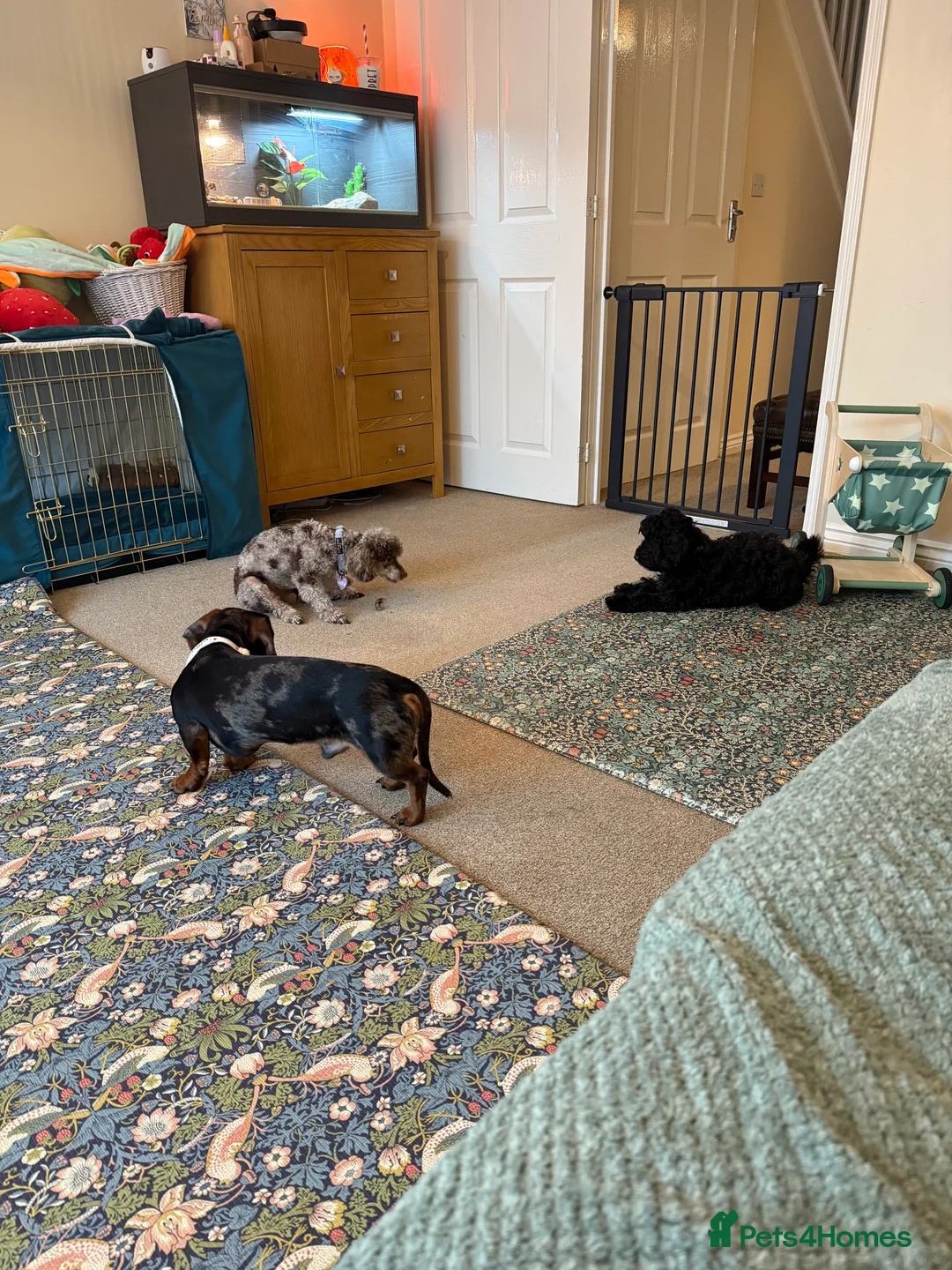 Miniature Dachshund dogs for sale: Handsome male mini dachshund  - Advert 2