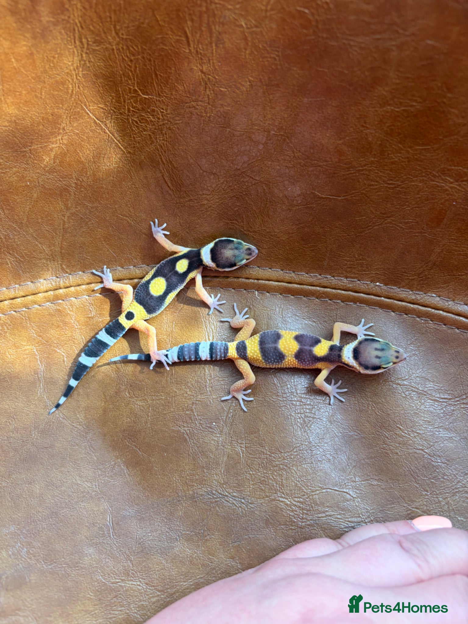 Leopard Gecko reptiles Leopard gecko babies  - Advert 1