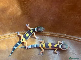 Leopard Gecko reptiles Leopard gecko babies - Advert 15