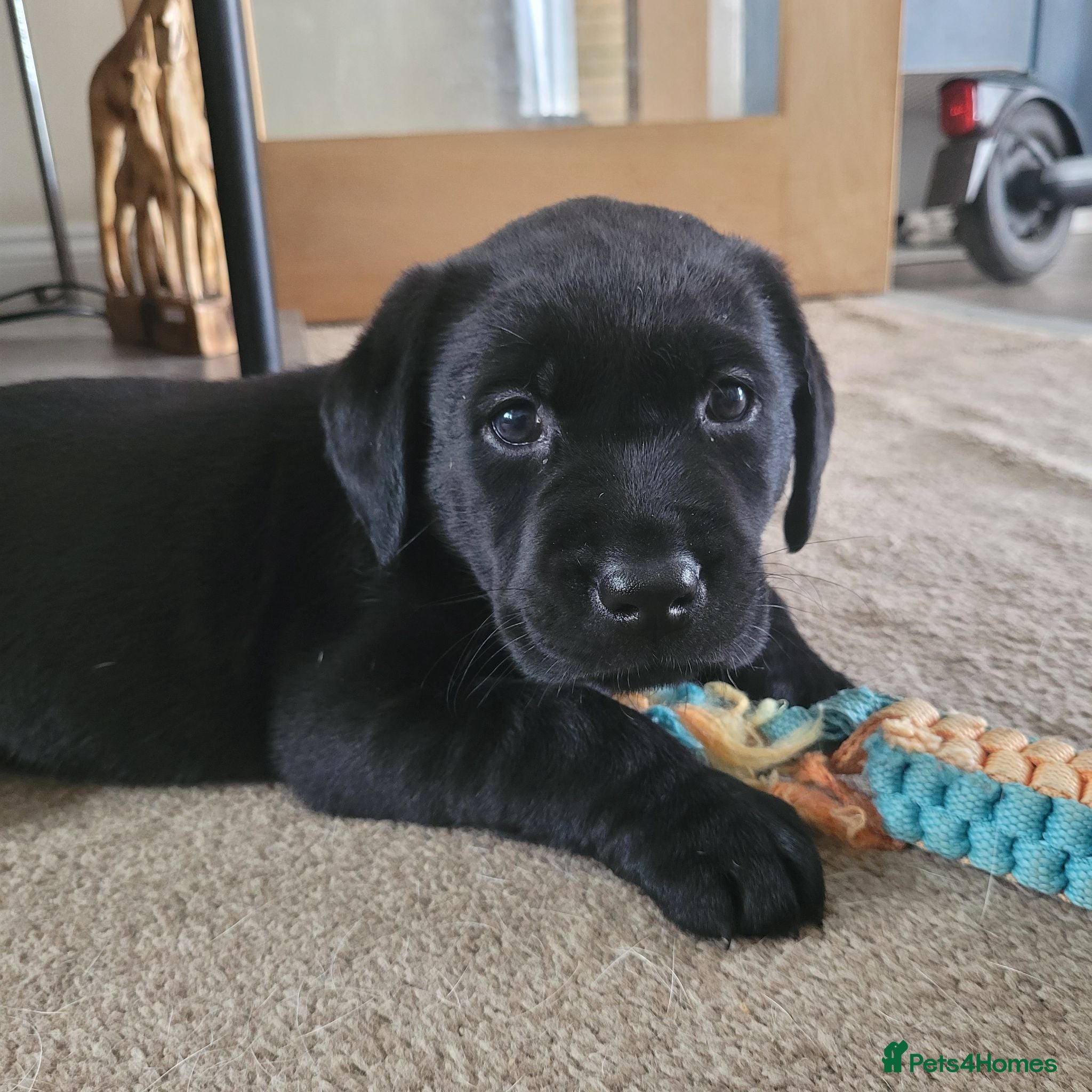 Labrador Retriever dogs Working Labrador Puppies for Sale! - Advert 16