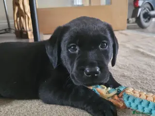 Labrador Retriever dogs Working Labrador Puppies for Sale! - Advert 16