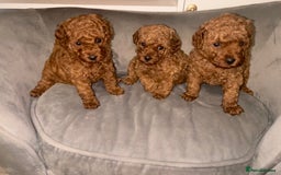 Toy Poodle dogs for sale: Perfect red toy poodle girl needs forever family - Image 5