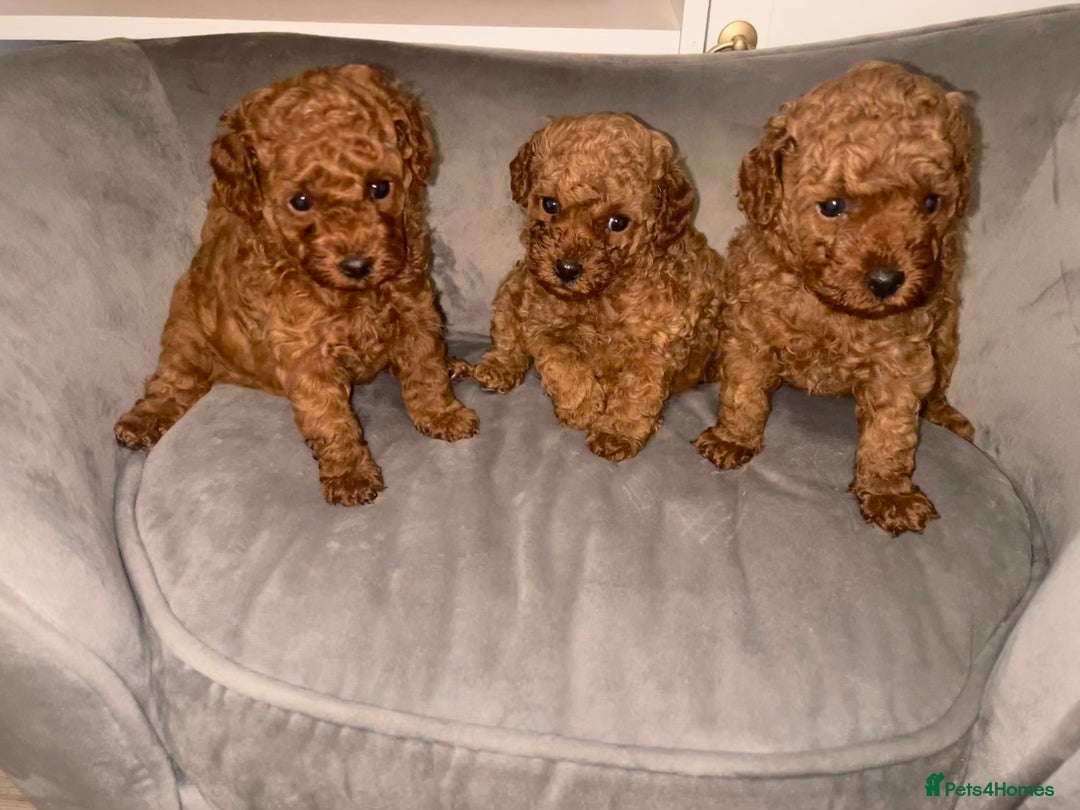 Toy Poodle dogs for sale: Perfect red toy poodle girl needs forever family - Image 5