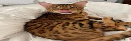 Bengal cats for sale: BENGAL KITTENS (due in 10 days) - Advert 4