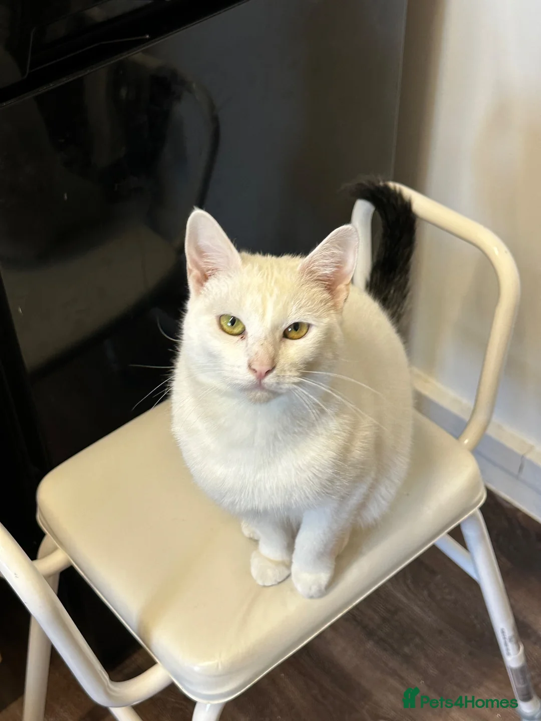 Mixed Breed cats for sale: Mixed breed - Gato - Advert 4