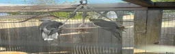 Cockatiels birds for sale: Cockatiels  - Advert 1