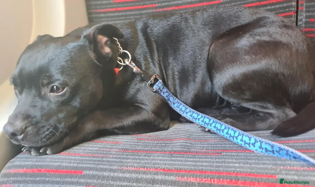 Staffordshire Bull Terrier dogs for sale: Amazing Rainbow litter of Puppy's  - Advert 1