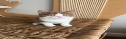 British Shorthair cats for sale: Stunning line BSH and BLH sisters  - Advert 14