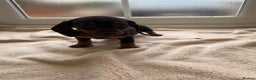Dachshund dogs for sale: 1 girl available KC miniature dachshund puppies - Advert 8