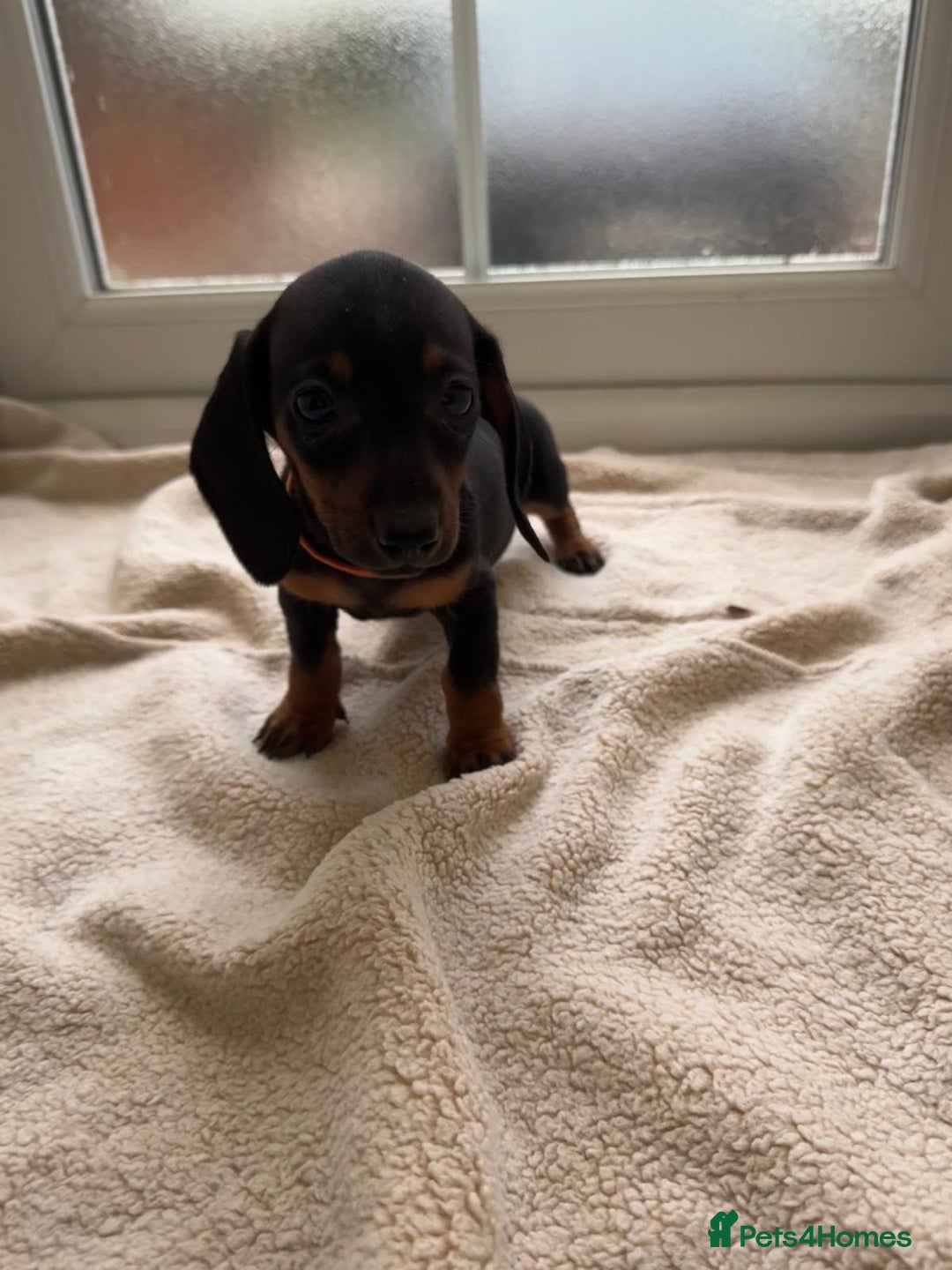 Dachshund dogs for sale: 1 girl available KC miniature dachshund puppies - Advert 8