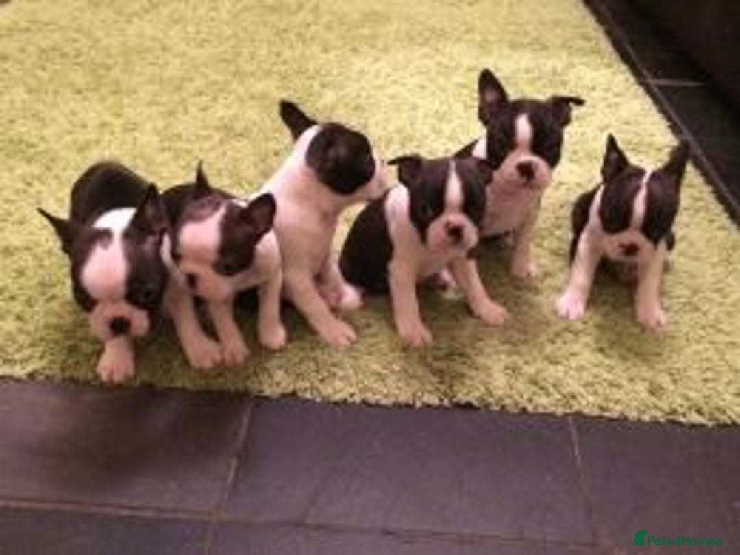 Boston Terrier dogs for stud: Champion Bloodlines KC Boston Terrier Stud Dog in Ebbw Vale - Image 4