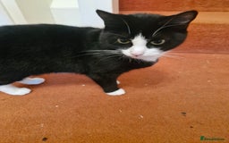 Domestic Shorthair cats for sale: 2 years old girl cat needing a new home  - Image 1