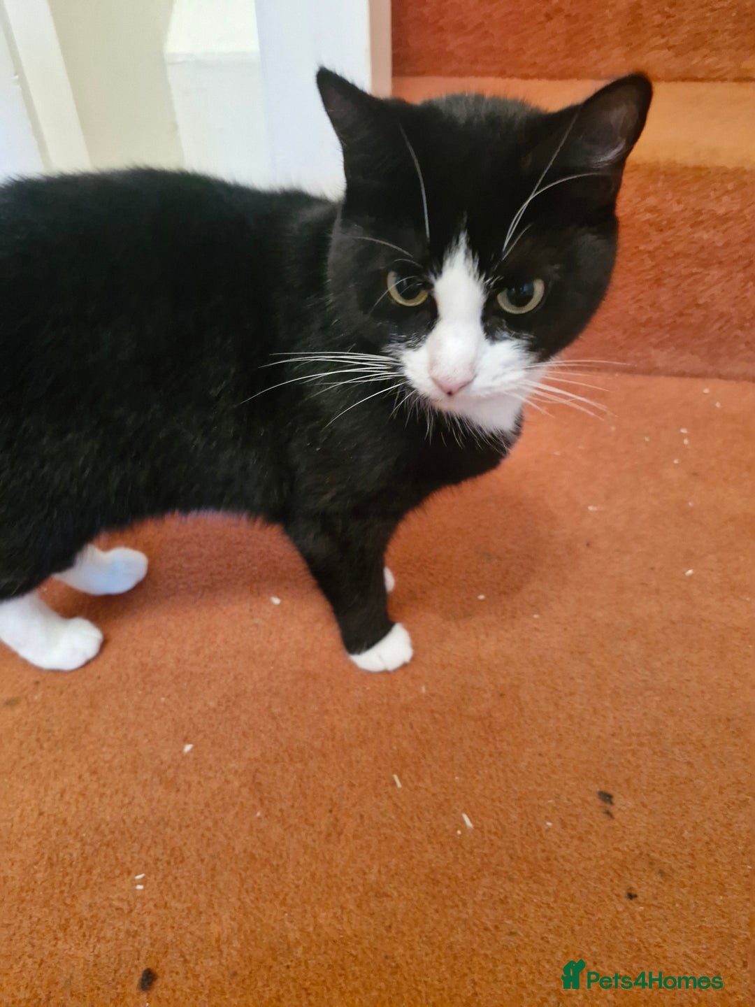 Domestic Shorthair cats for sale: 2 years old girl cat needing a new home  - Image 1