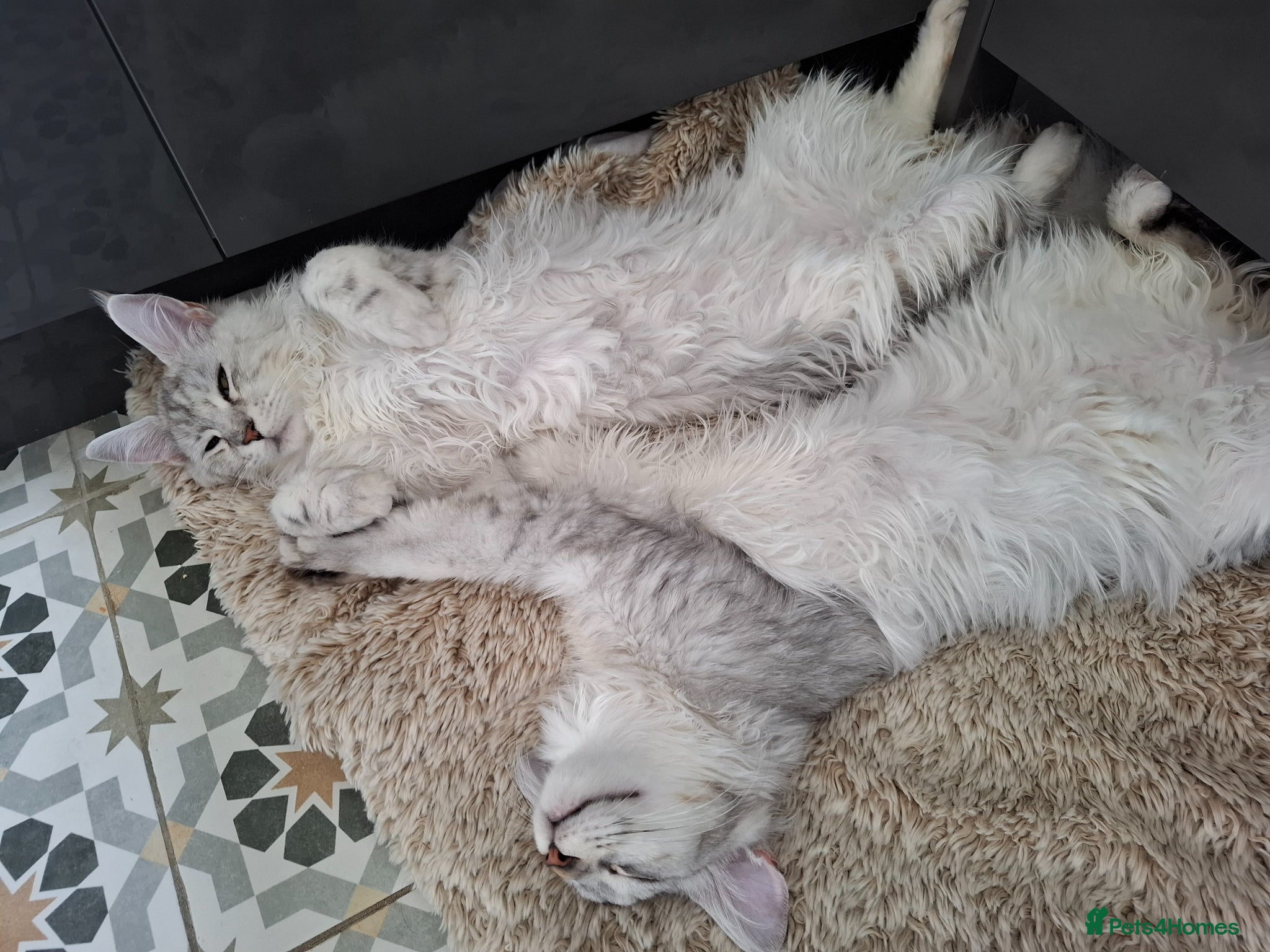 Maine Coon cats Tica Registered Maine Coon Kittens - Advert 10