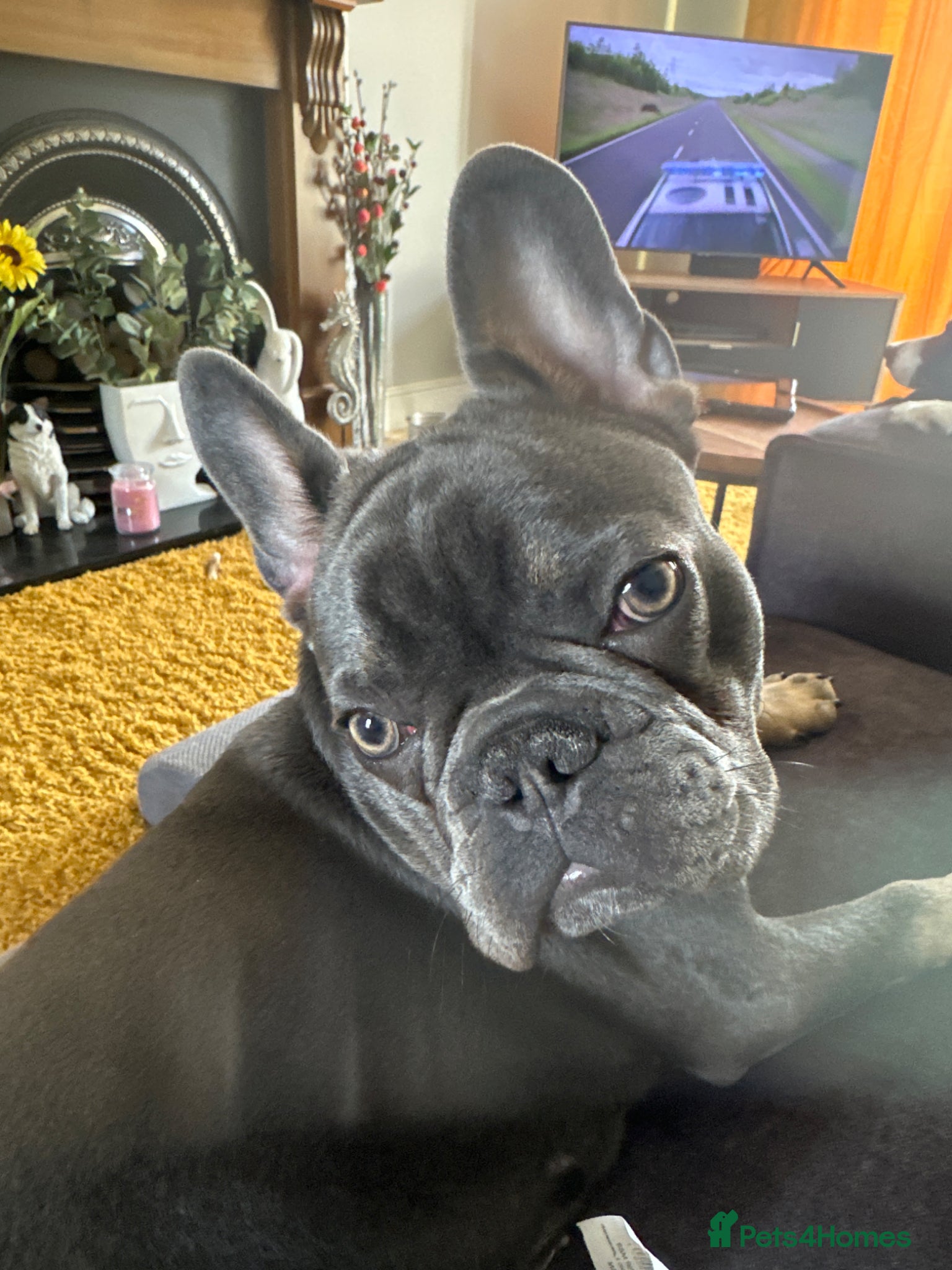 French Bulldog dogs Hugo adorable chap - Advert 7