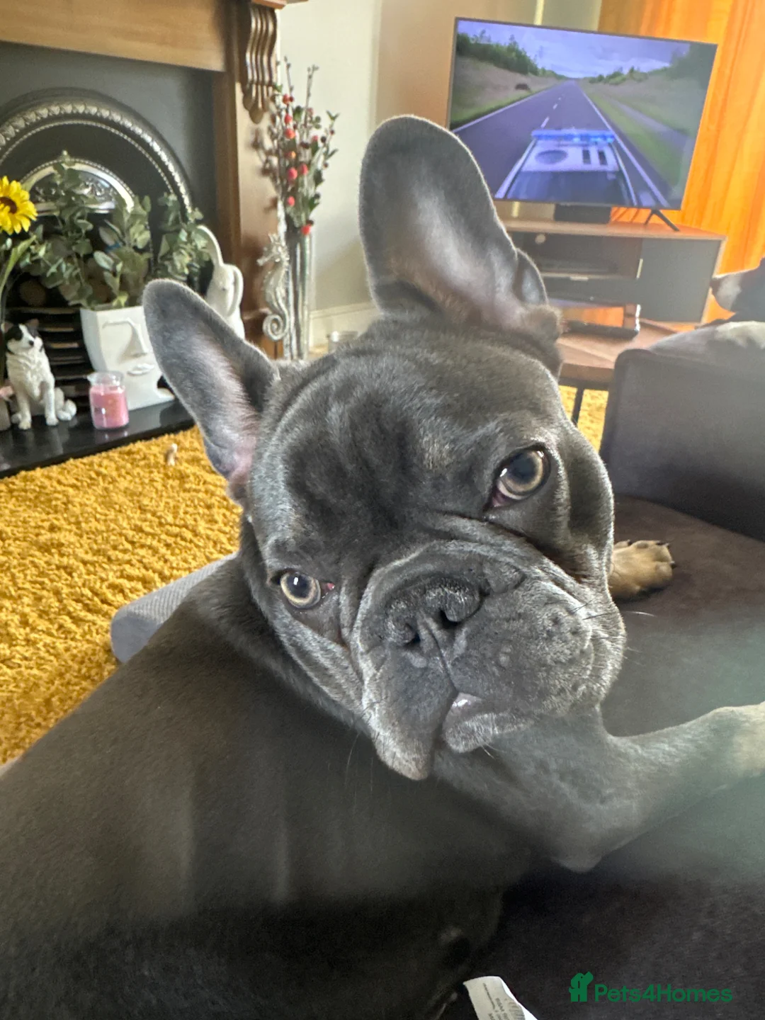 French Bulldog dogs for sale: Hugo adorable chap - Advert 1