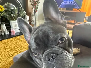 French Bulldog dogs Hugo adorable chap - Advert 7