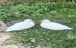 Ducks poultry for sale: Pair of white call ducks  - Image 1