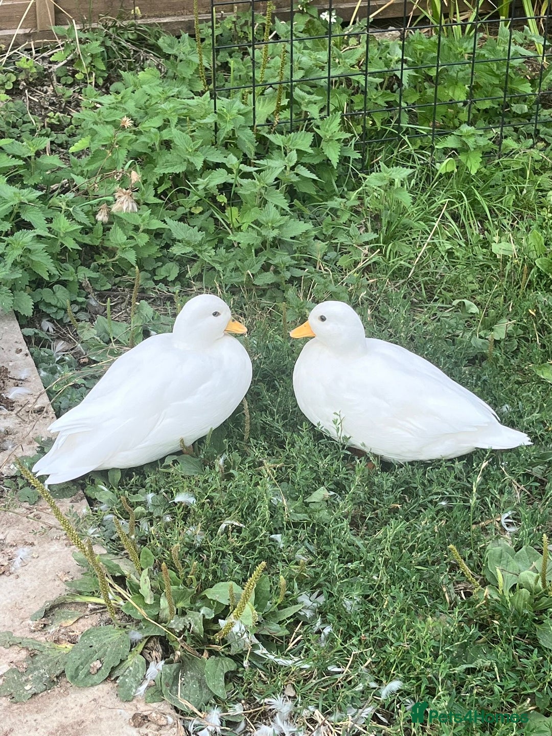 Ducks poultry for sale: Pair of white call ducks  - Image 1