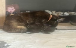 Mixed Breed cats for sale: Tortoise shell kittens - Image 5
