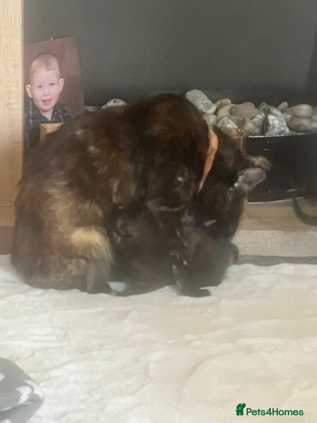 Mixed Breed cats for sale: Tortoise shell kittens - Image 5