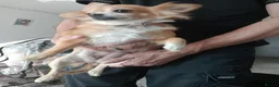 Chihuahua dogs for sale: Pure chihuahua puppies  in Nottingham - Advert 1