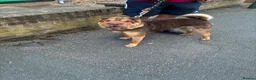 Shar Pei dogs for sale: Rolo our loving Shar Pei in Erith - Advert 1