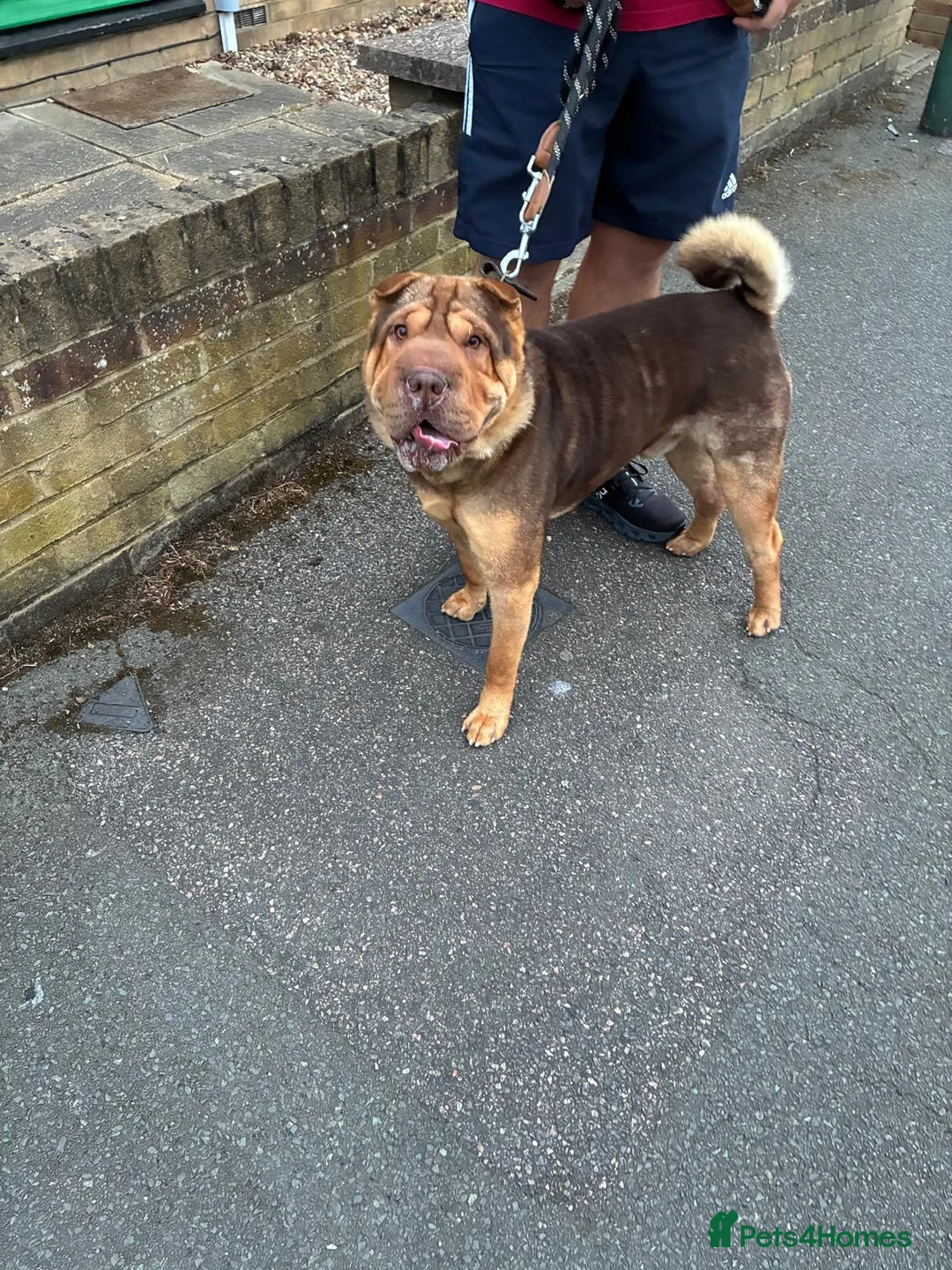 Shar Pei dogs for sale: Rolo our loving Shar Pei in Erith - Advert 1