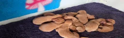 Hungarian Vizsla dogs for sale: Pedigree Hungarian Vizsla pups. Show/working/pet - Advert 10