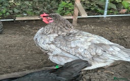 Chickens poultry for sale: 8 chickens for sale  - Image 2