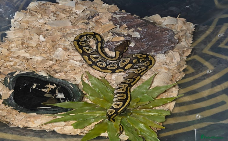 Snake reptiles Young royal python - Advert 3