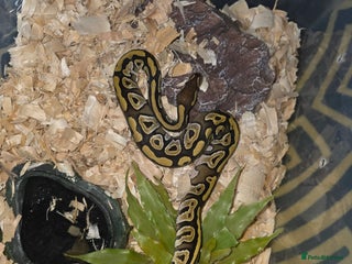 Snake reptiles Young royal python - Advert 7