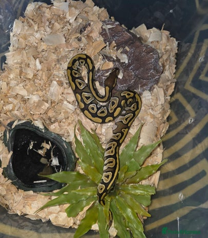 Snake reptiles Young royal python - Advert 3