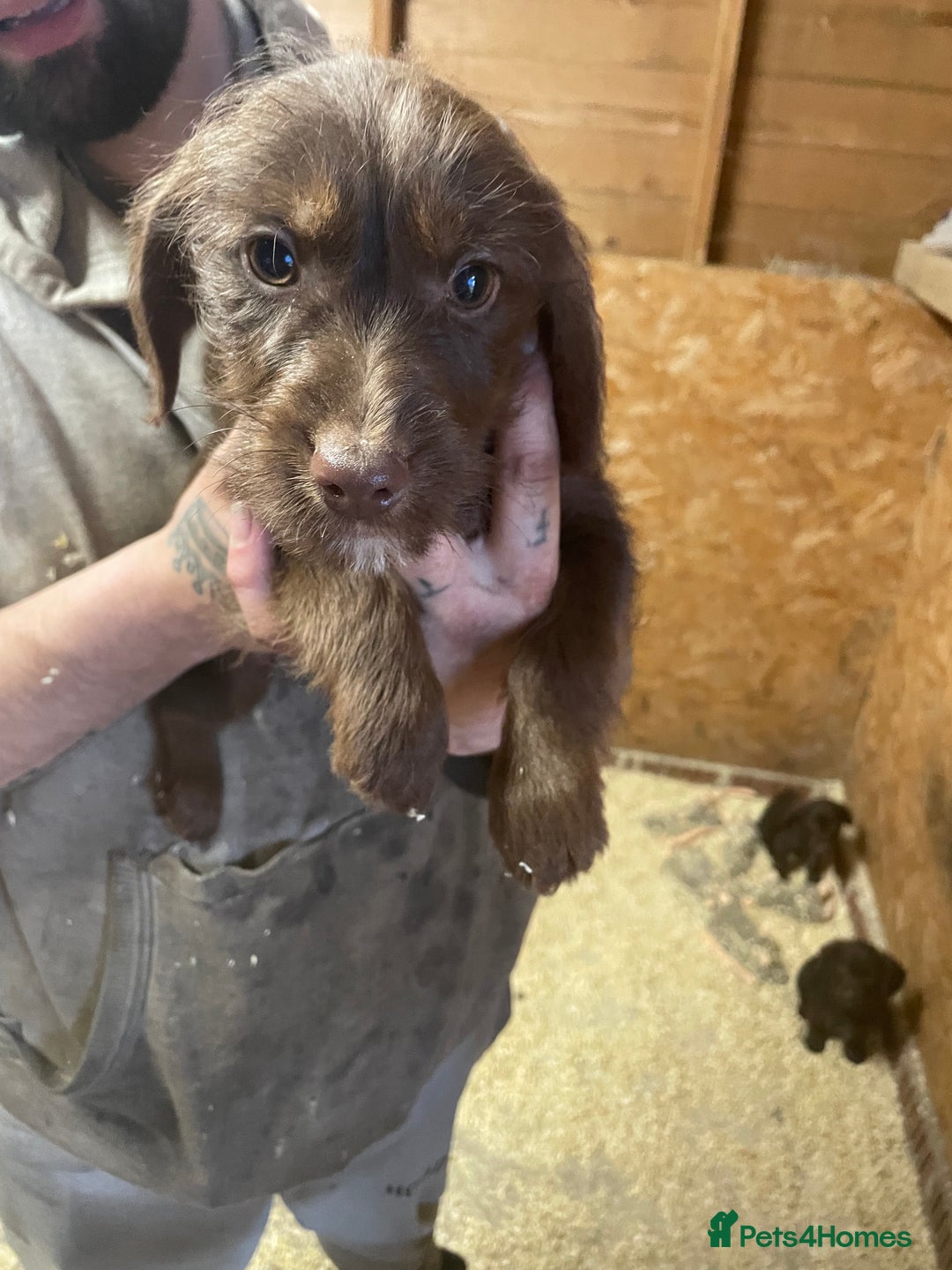 Jackapoo dogs for sale: Beautiful jackapoo - Image 3