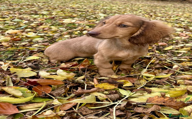 Miniature Dachshund dogs - Advert 11