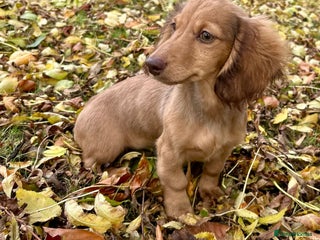 Miniature Dachshund dogs - Advert 29