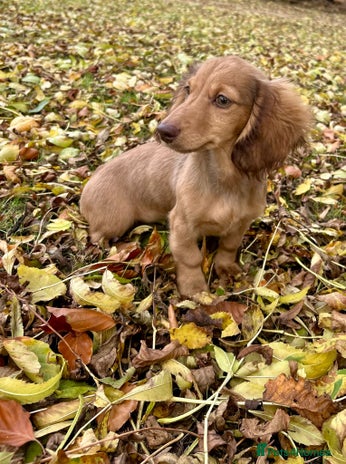 Miniature Dachshund dogs - Advert 11