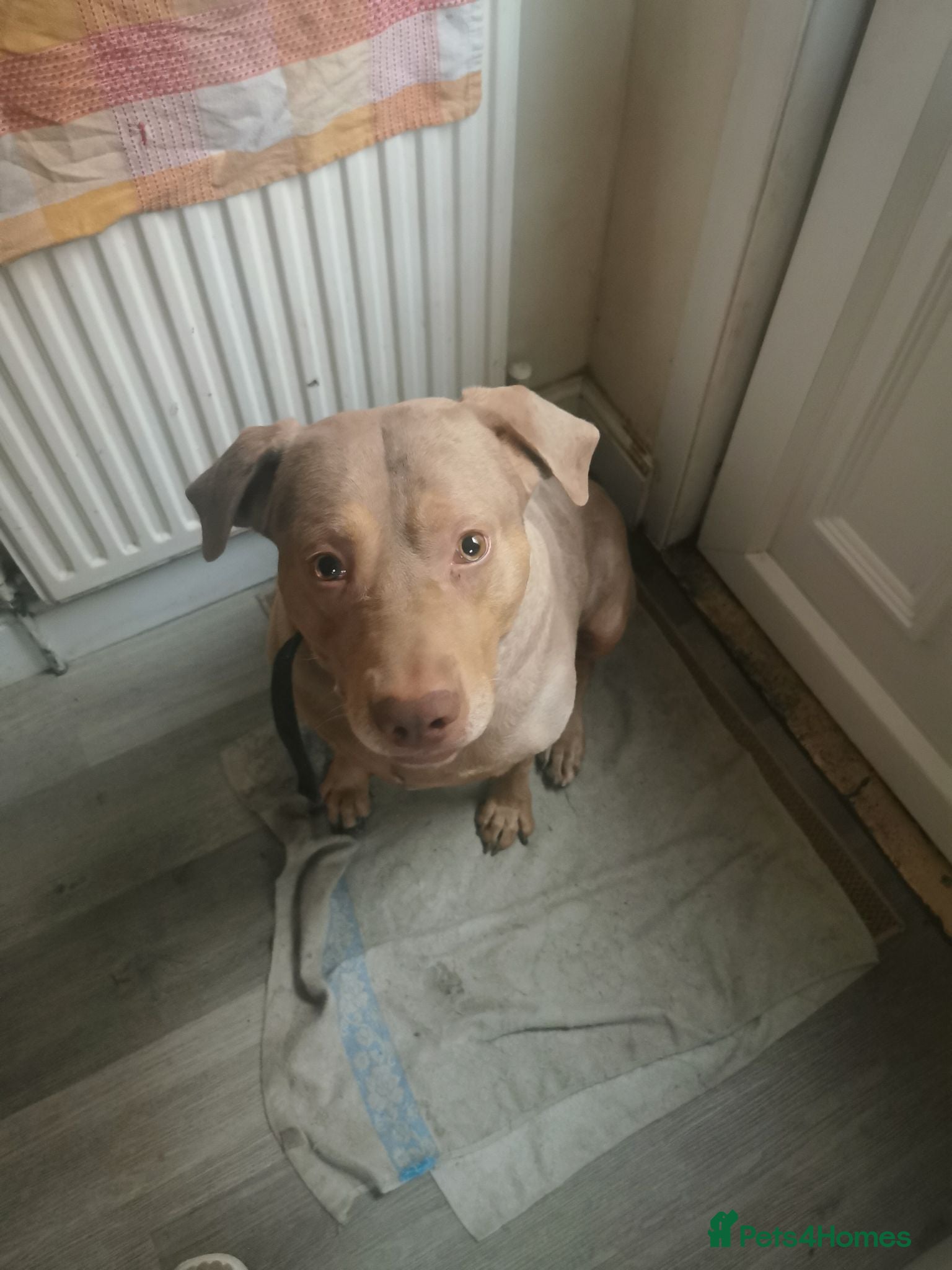Catahoula Leopard Dog dogs Dog for sale - Advert 1